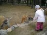 Kharkiv zoo 1.JPG - 